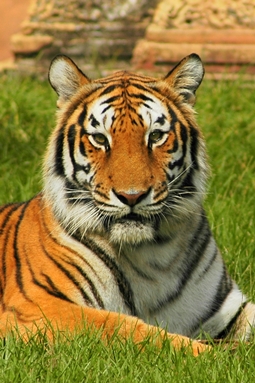 India_tiger11